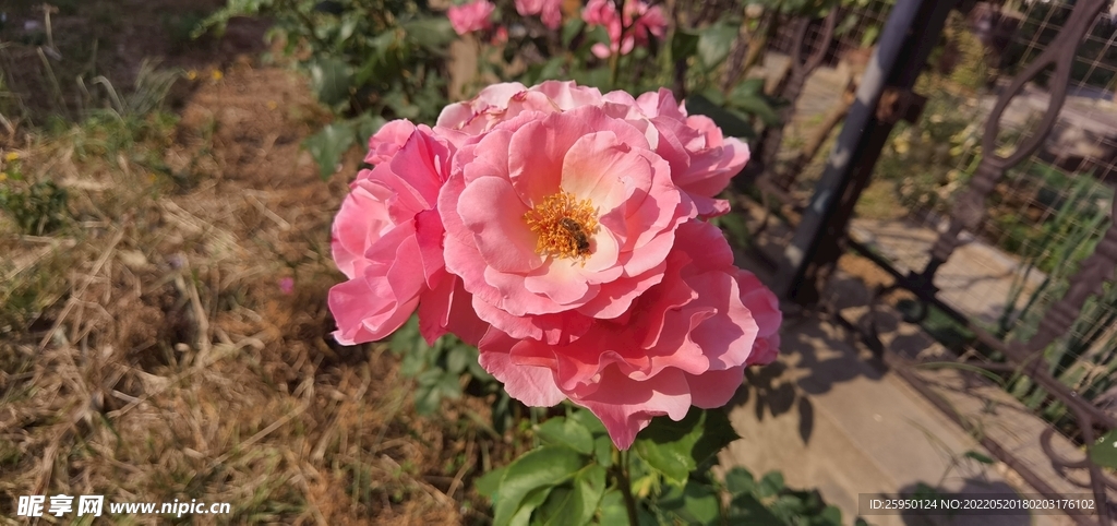 红玫瑰