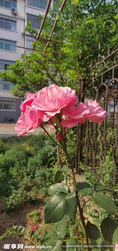 红玫瑰
