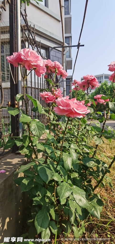 红玫瑰 