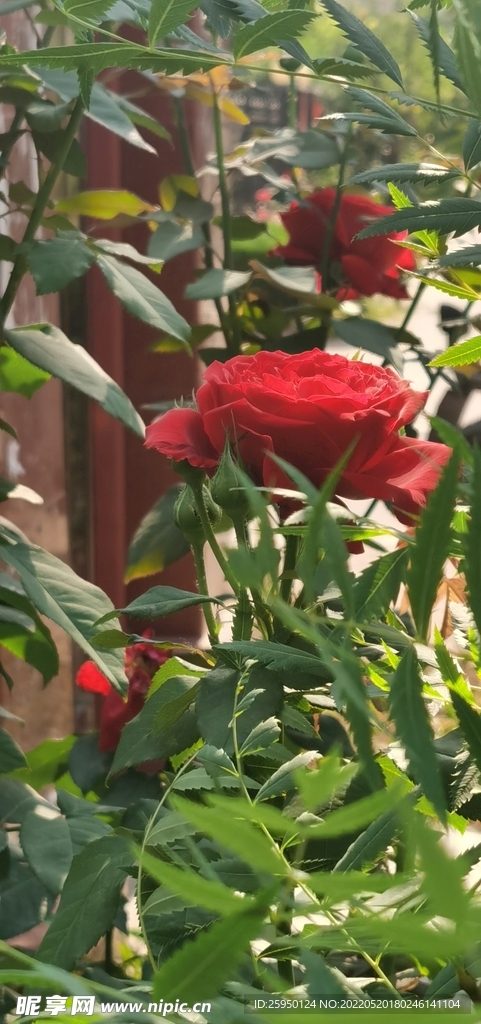 红玫瑰