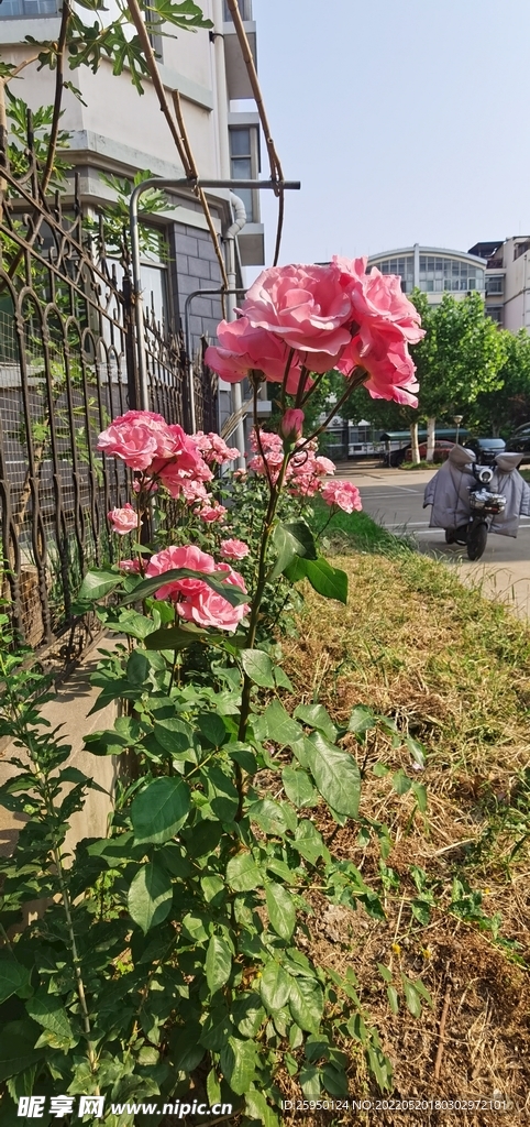 红玫瑰