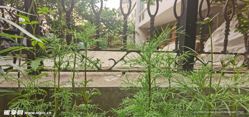 波斯菊