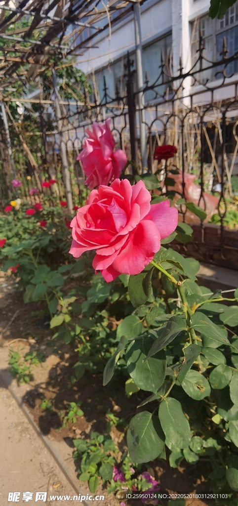 红玫瑰