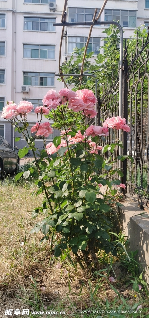 红玫瑰