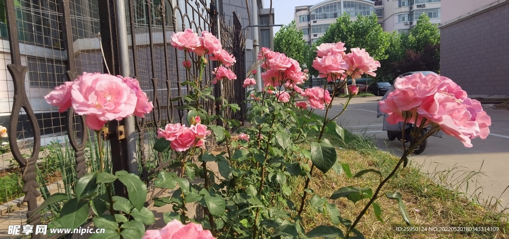 红玫瑰 