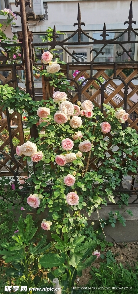 红玫瑰