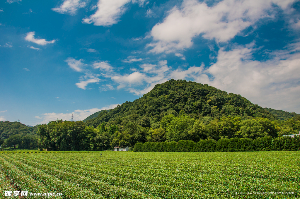 杭州龙井茶园