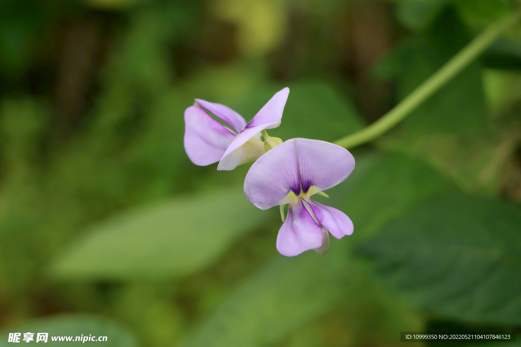 豆角花