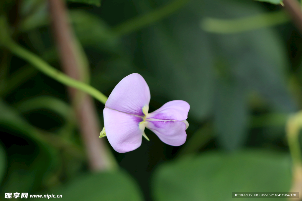 豆角花