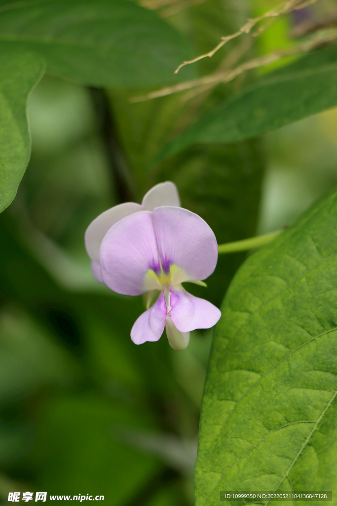 豆角花
