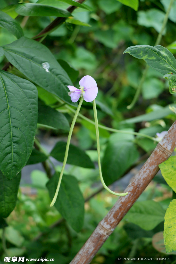 豆角花