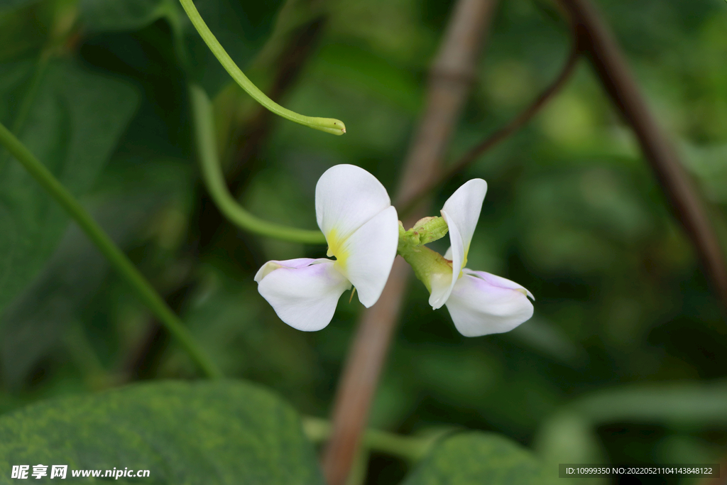 豆角花