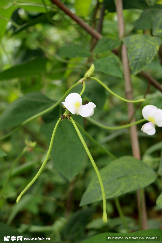 豆角花