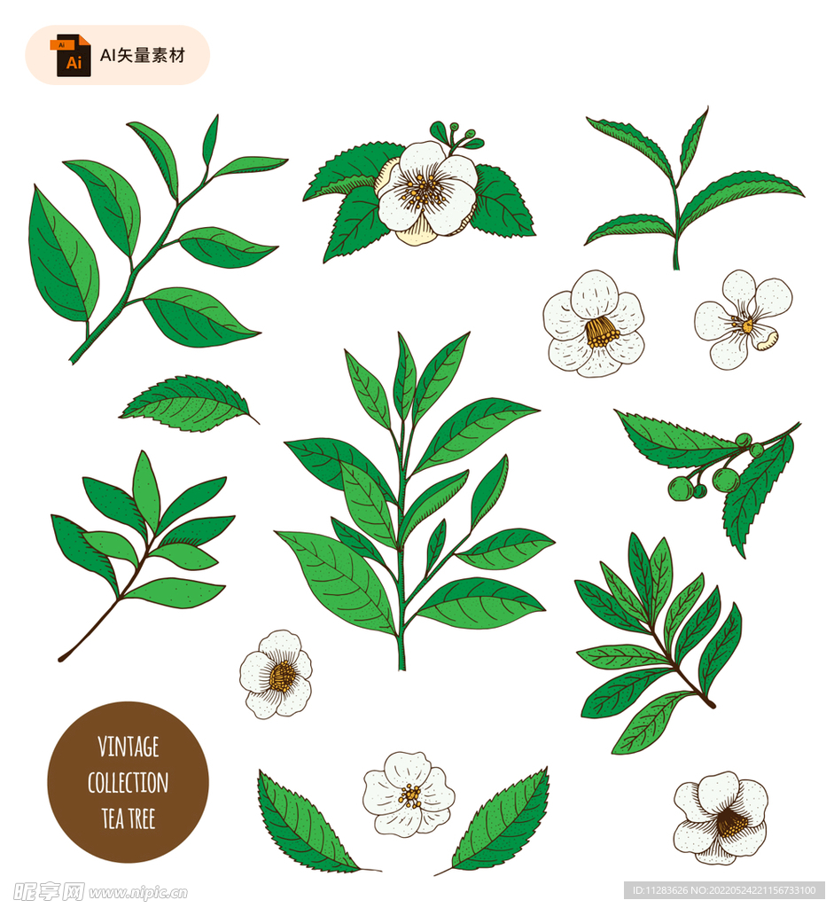 手绘茶叶茶花素材