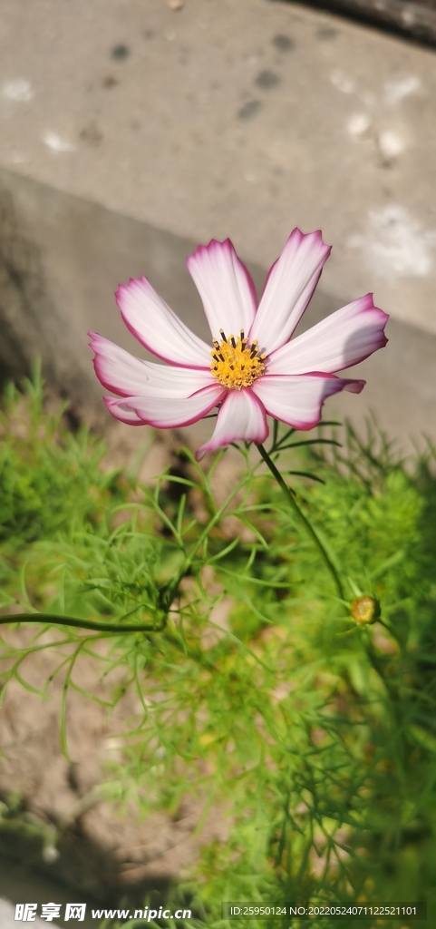 波斯菊