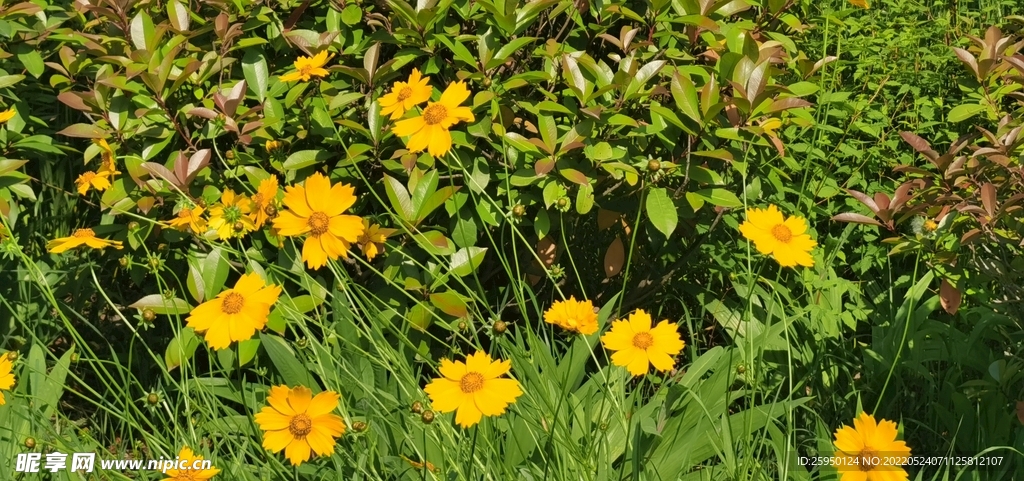 金鸡菊