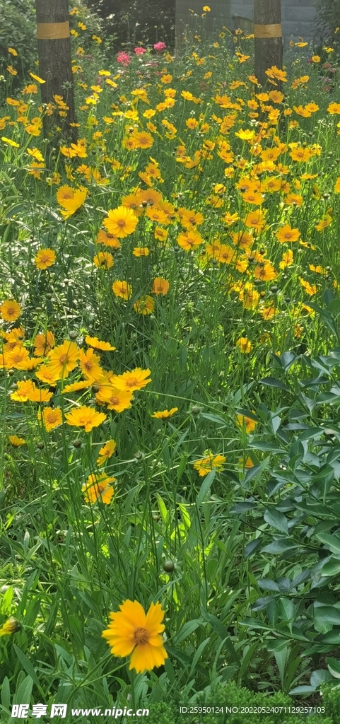 金鸡菊