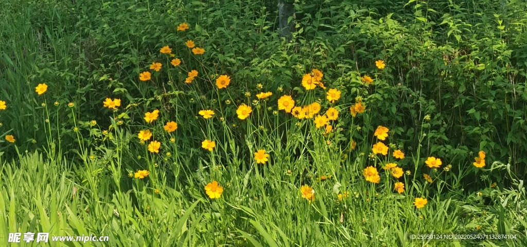 金鸡菊