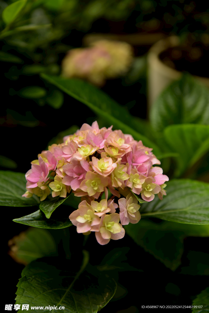 绣球花