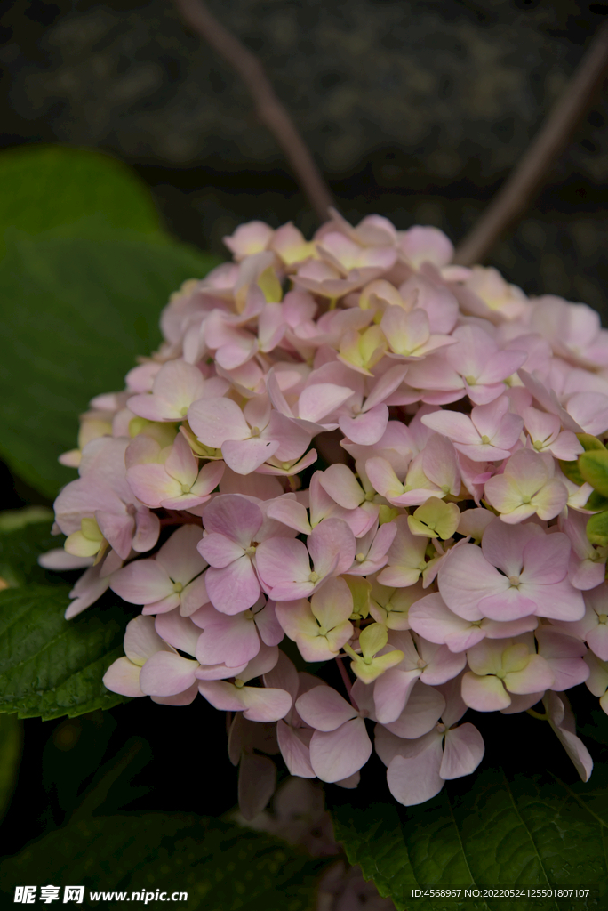 绣球花