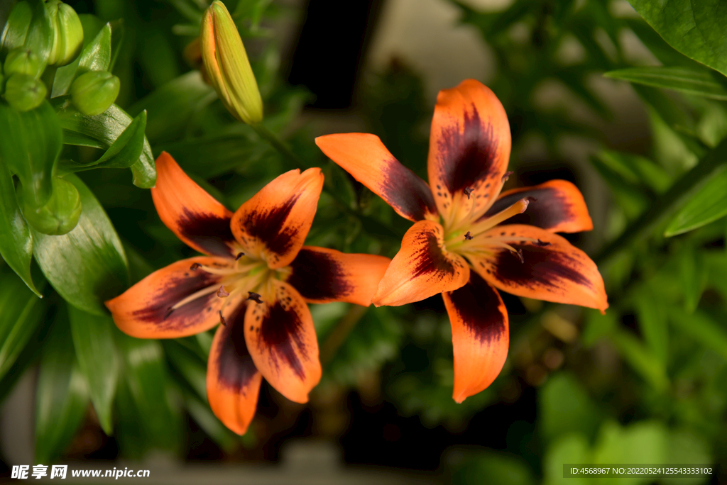 百合花