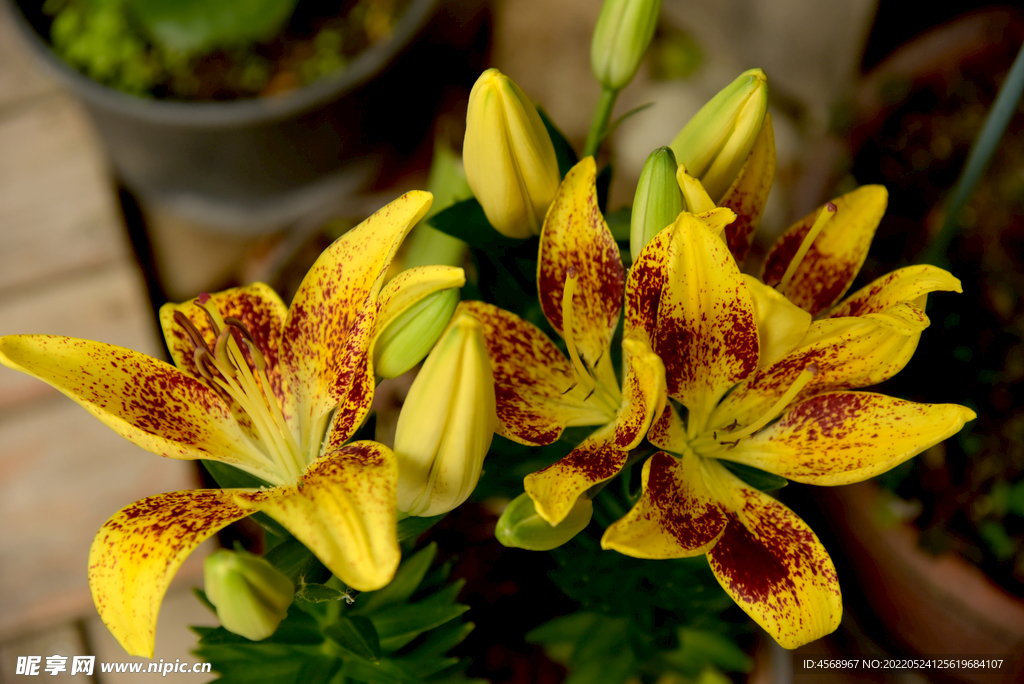 百合花