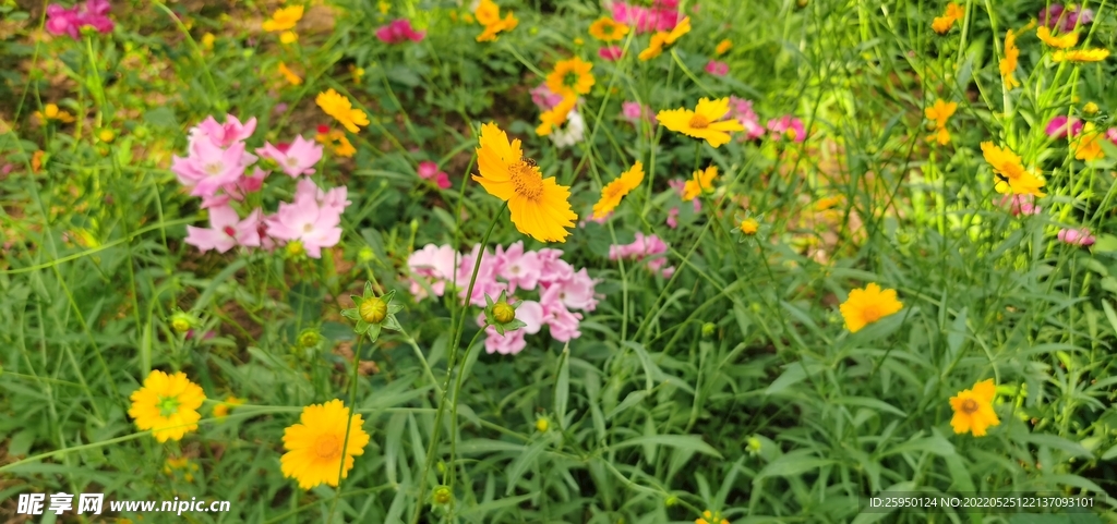 金鸡菊