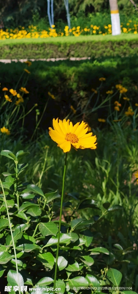 金鸡菊