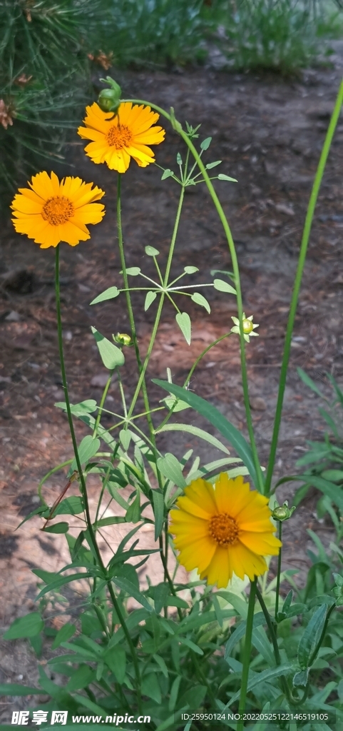 金鸡菊