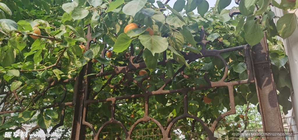 红杏熟了