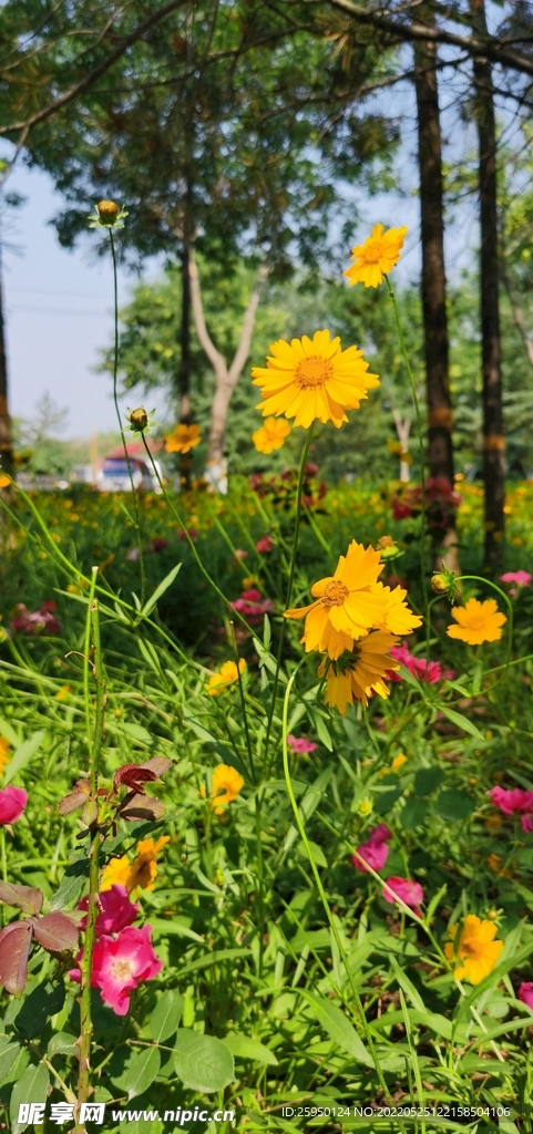 金鸡菊