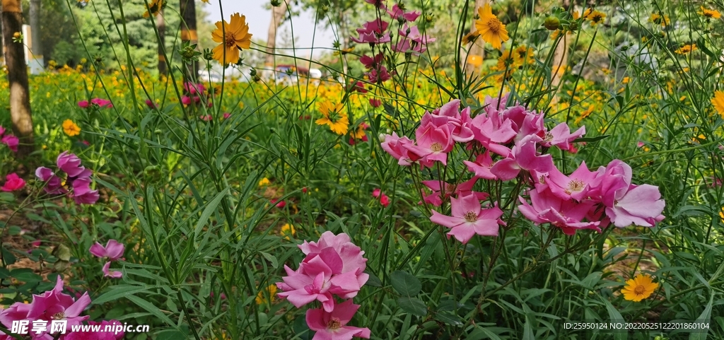 金鸡菊