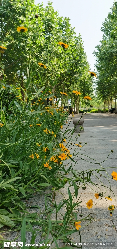 金鸡菊