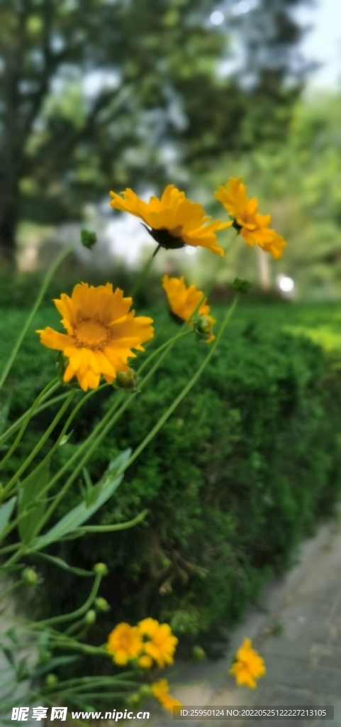 金鸡菊