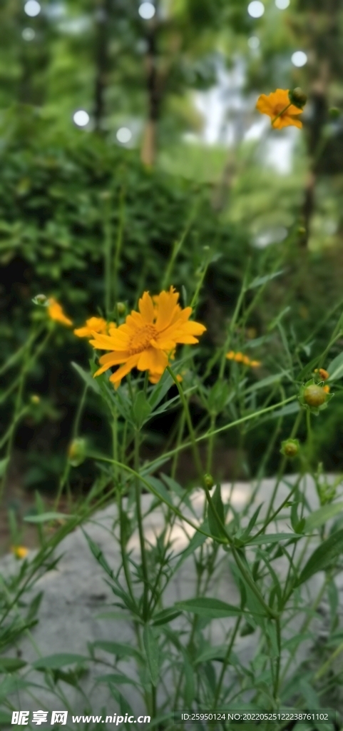 金鸡菊