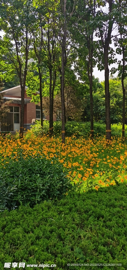 金鸡菊