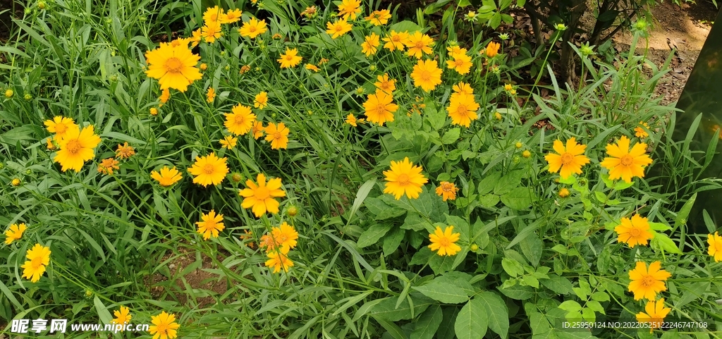 金鸡菊