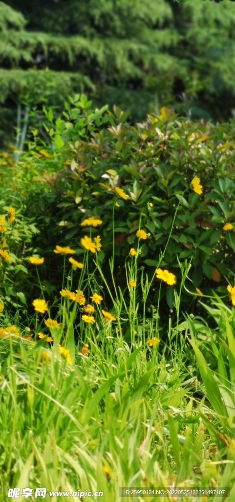 金鸡菊