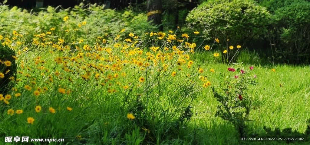 金鸡菊