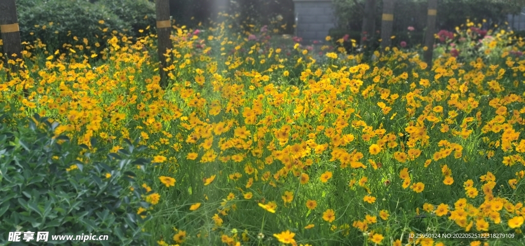 金鸡菊