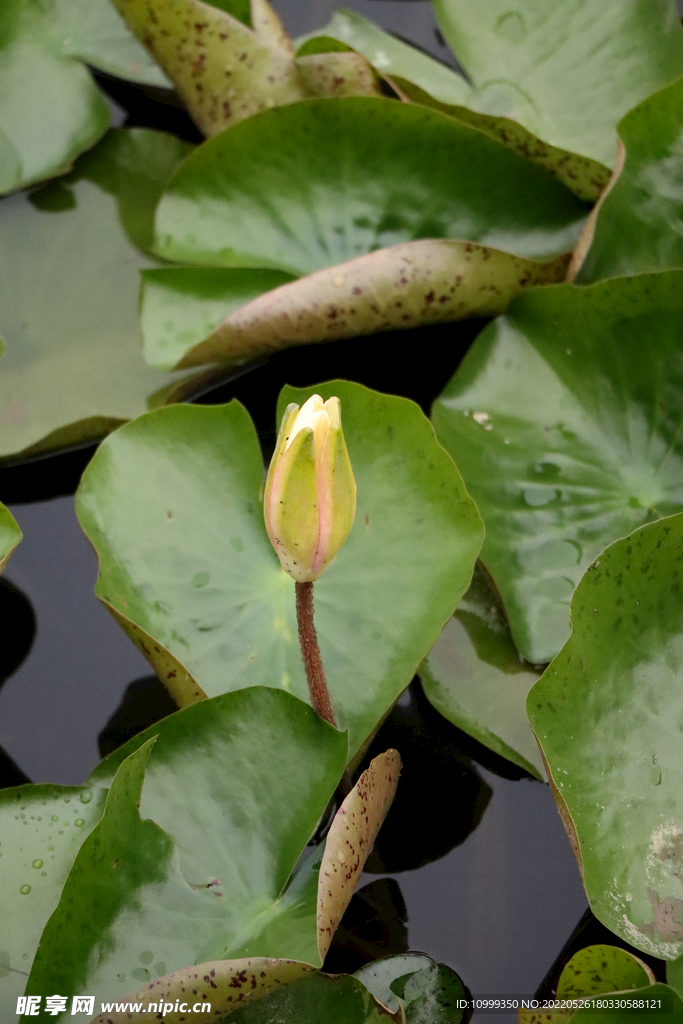 睡莲花苞