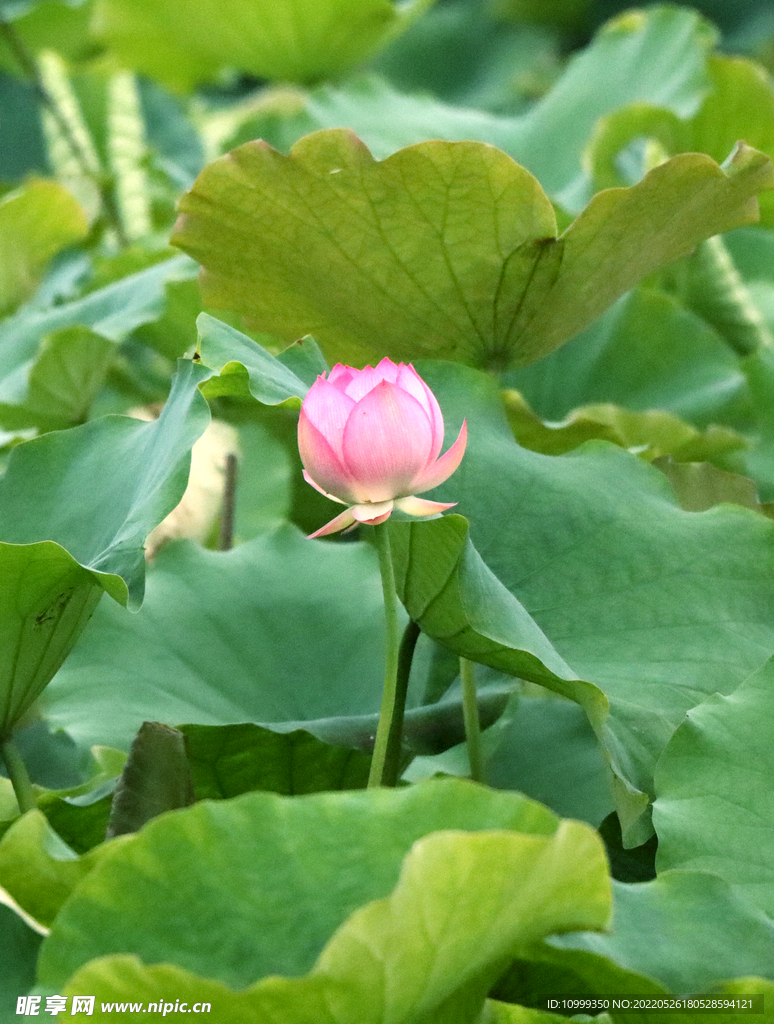 荷花苞