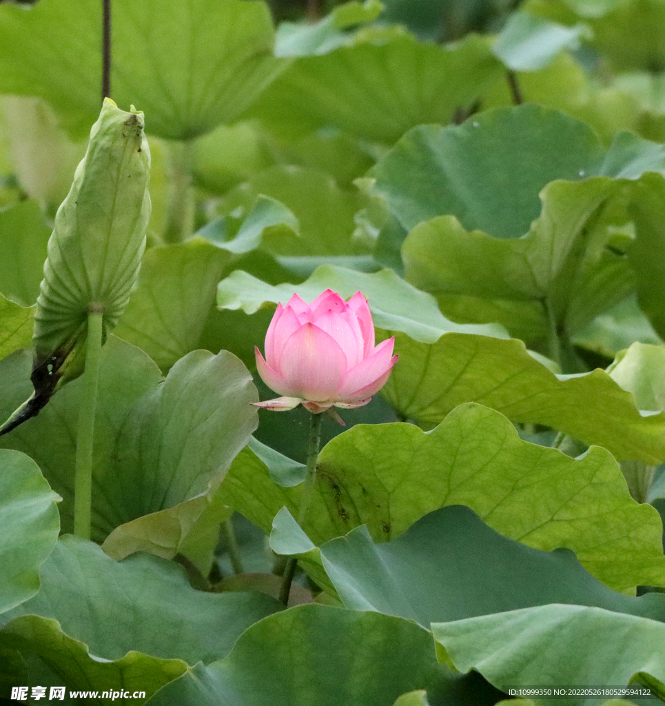 荷花苞