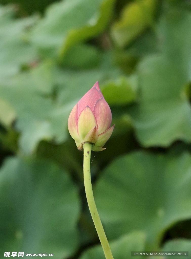 荷花苞