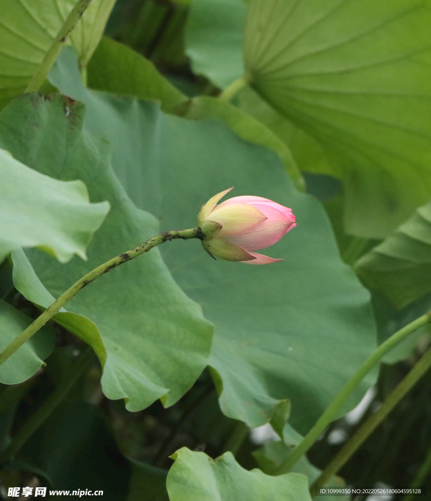 荷花苞