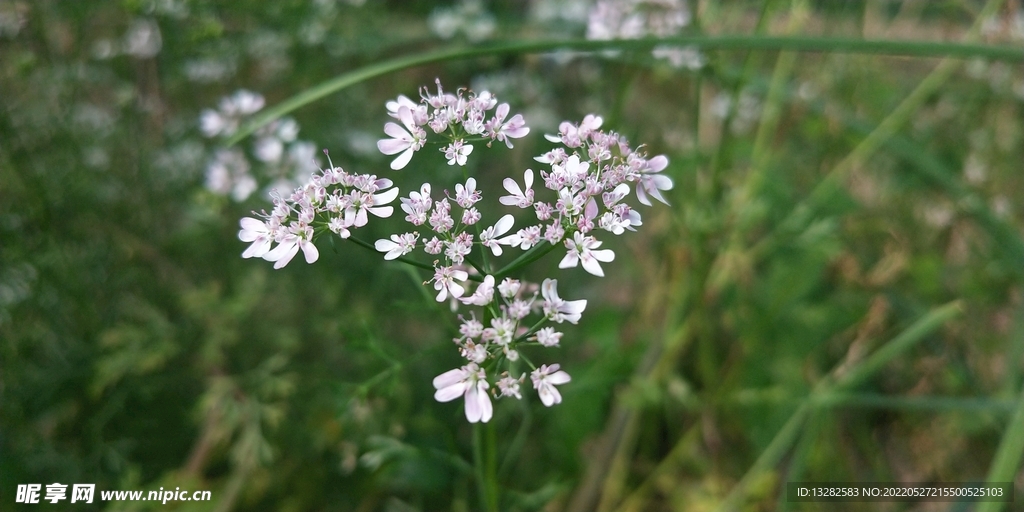 芫荽花小白花