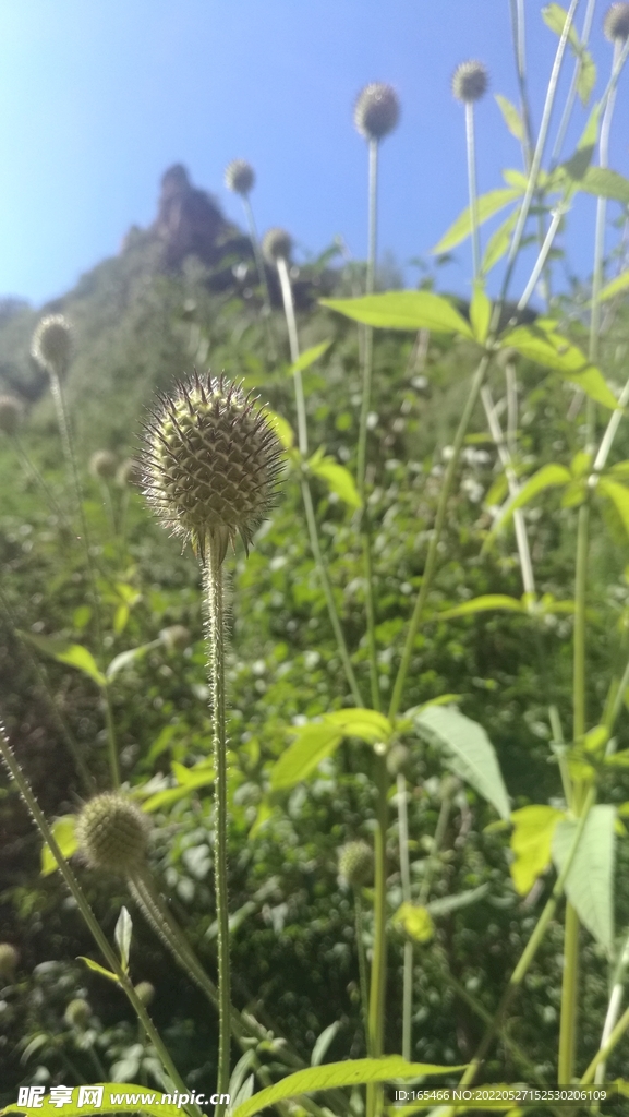 果实 绿植