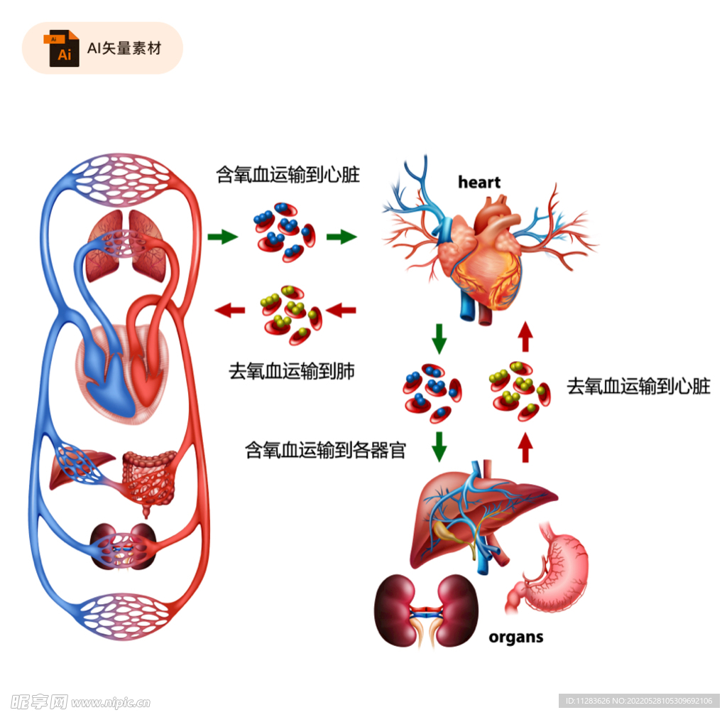 血液循环图