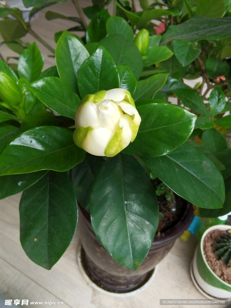 栀子花