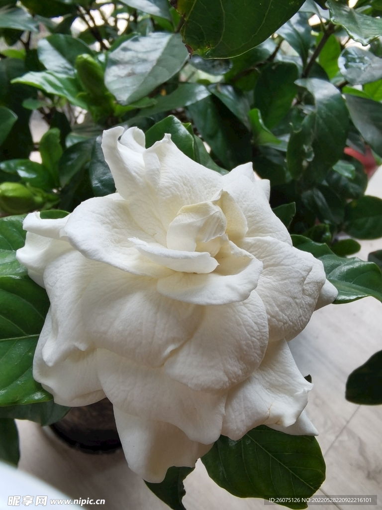 栀子花